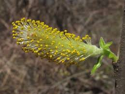 Attēlu rezultāti vaicājumam “Salix myrsinifolia female flower”