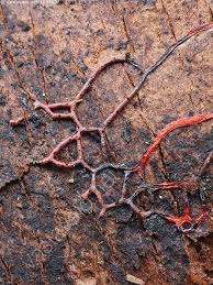 Attēlu rezultāti vaicājumam “Willkommlangea reticulata”