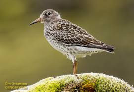 Attēlu rezultāti vaicājumam “Calidris maritima adult”