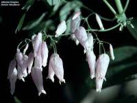 Image result for Adlumia cirrhosa