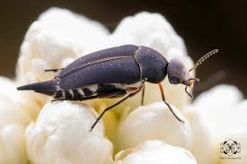 Attēlu rezultāti vaicājumam “Mordella sp.”