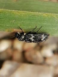 Attēlu rezultāti vaicājumam “Megatoma undata”