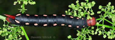 Attēlu rezultāti vaicājumam “Hyles gallii larva”