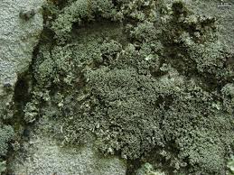 Attēlu rezultāti vaicājumam “Cladonia caespiticia”