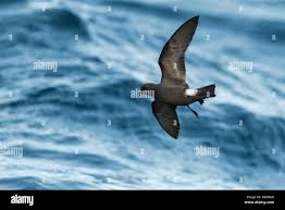 Image result for Oceanodroma castro