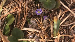 Attēlu rezultāti vaicājumam “Hepatica nobilis bud”