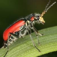 Attēlu rezultāti vaicājumam “Nothorhina punctata”