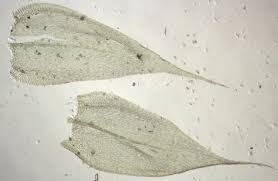 Attēlu rezultāti vaicājumam “Brachythecium albicans”