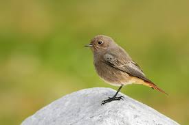 Attēlu rezultāti vaicājumam “Phoenicurus ochruros female”