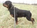 2 ply leather agitation dog collar with handle-