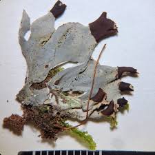 Attēlu rezultāti vaicājumam “Peltigera extenuata”