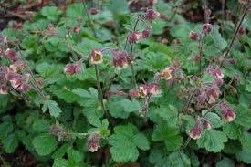 Image result for Geum rivale