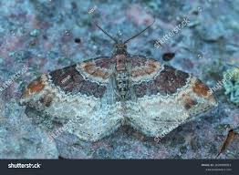 Attēlu rezultāti vaicājumam “Xanthorhoe fluctuata”