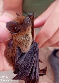 Attēlu rezultāti vaicājumam “Eptesicus serotinus”