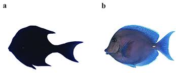 Image result for Acanthurus coeruleus