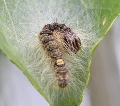 Attēlu rezultāti vaicājumam “Acronicta megacephala larva”