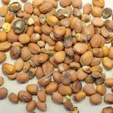 Attēlu rezultāti vaicājumam “Raphanus raphanistrum fruit”