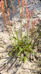Attēlu rezultāti vaicājumam “Rumex acetosa fruit”