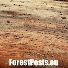 Attēlu rezultāti vaicājumam “Hylecoetus dermestoides female”