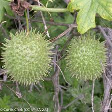 Attēlu rezultāti vaicājumam “Cribraria macrocarpa young”