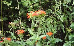 Attēlu rezultāti vaicājumam “Silene chalcedonica”