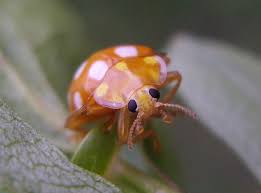 Attēlu rezultāti vaicājumam “Halyzia sedecimguttata”