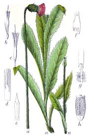 Image result for Alpendistel