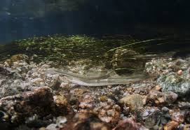 Attēlu rezultāti vaicājumam “Lampetra planeri”