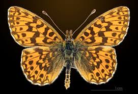 Attēlu rezultāti vaicājumam “Boloria dia”