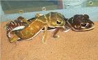 Care of Knob-tailed geckos