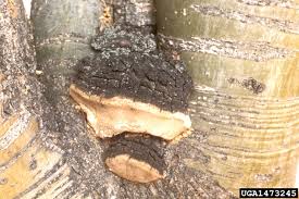 Attēlu rezultāti vaicājumam “Phellinus robustus”