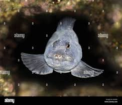 Image result for Anarhichas lupus