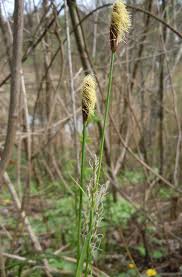 Attēlu rezultāti vaicājumam “Carex pilosa leaf”