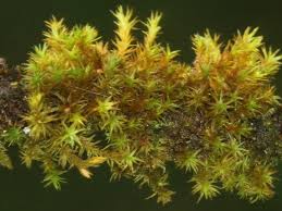 Attēlu rezultāti vaicājumam “Orthotrichum lyellii”