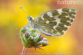 Attēlu rezultāti vaicājumam “Pontia edusa”