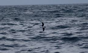 Image result for Pterodroma feae