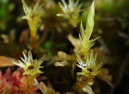 Attēlu rezultāti vaicājumam “Aulacomnium”