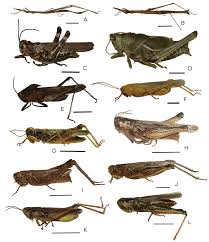 Attēlu rezultāti vaicājumam “Orthoptera”
