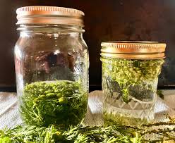 Attēlu rezultāti vaicājumam “Melilotus albus fruit”