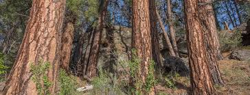 Attēlu rezultāti vaicājumam “Pinus ponderosa”