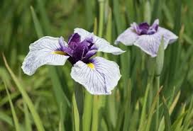 Image result for Iris