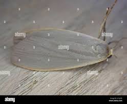 Attēlu rezultāti vaicājumam “Eilema griseola larva”