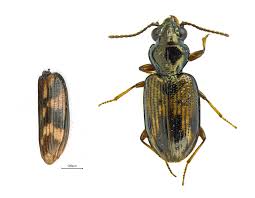 Attēlu rezultāti vaicājumam “Bembidion sp.”