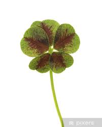 Attēlu rezultāti vaicājumam “Trifolium fragiferum leaf”