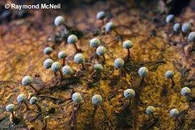 Attēlu rezultāti vaicājumam “Diderma tigrinum macro”