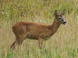 Attēlu rezultāti vaicājumam “Capreolus capreolus”