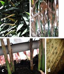 Attēlu rezultāti vaicājumam “Herzogiella seligeri sporophyte”