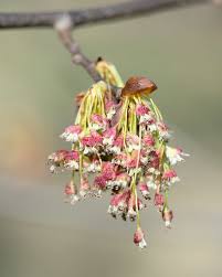 Attēlu rezultāti vaicājumam “Ulmus laevis flower”