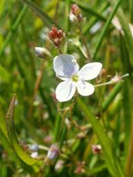Attēlu rezultāti vaicājumam “Veronica scutellata flower”