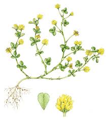 Attēlu rezultāti vaicājumam “Trifolium dubium fruit”